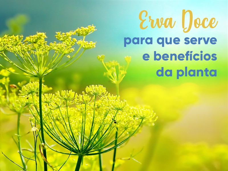 Erva Doce: para que serve e benefcios da planta